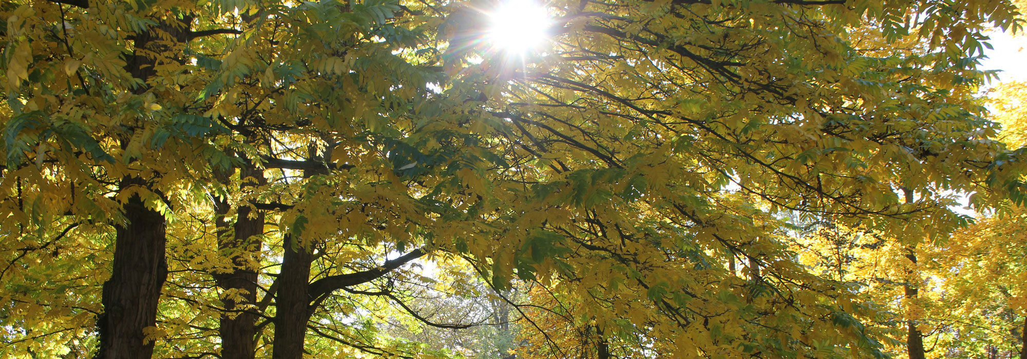 Parc-mairie-automne2-e1612965921919-2000x700.jpg
